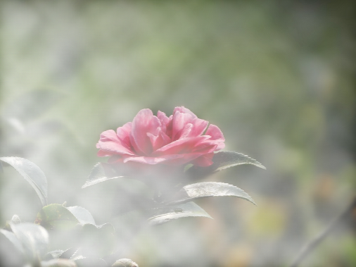 CorelDRAW X4矢量绘图软件截图