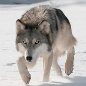 狼攻击模拟器3D