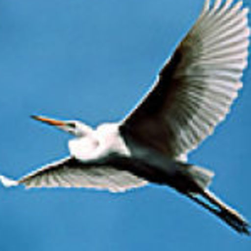 自由天空合盘专用PE